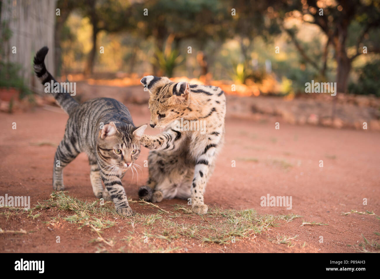 Wild Serval cat and domestic house cat making friendship Stock Photo