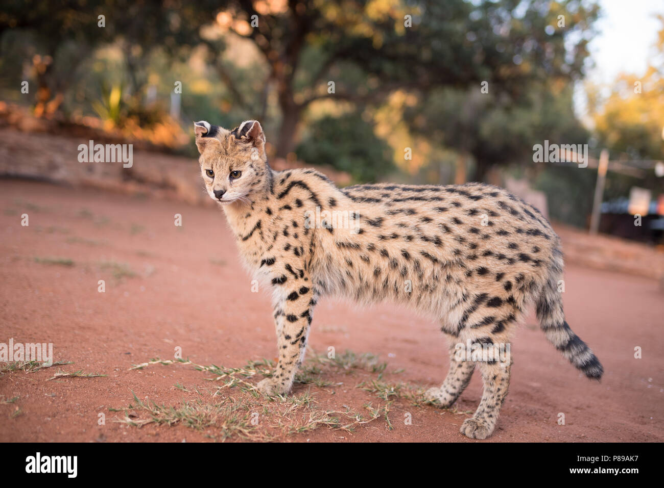 Egsotic wild cat, Serval cat portrait Close up Stock Photo