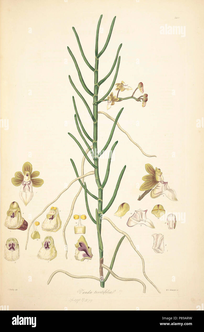 6 Vanda teretifolia - John Lindley - Collectanea botanica (1821). Stock Photo