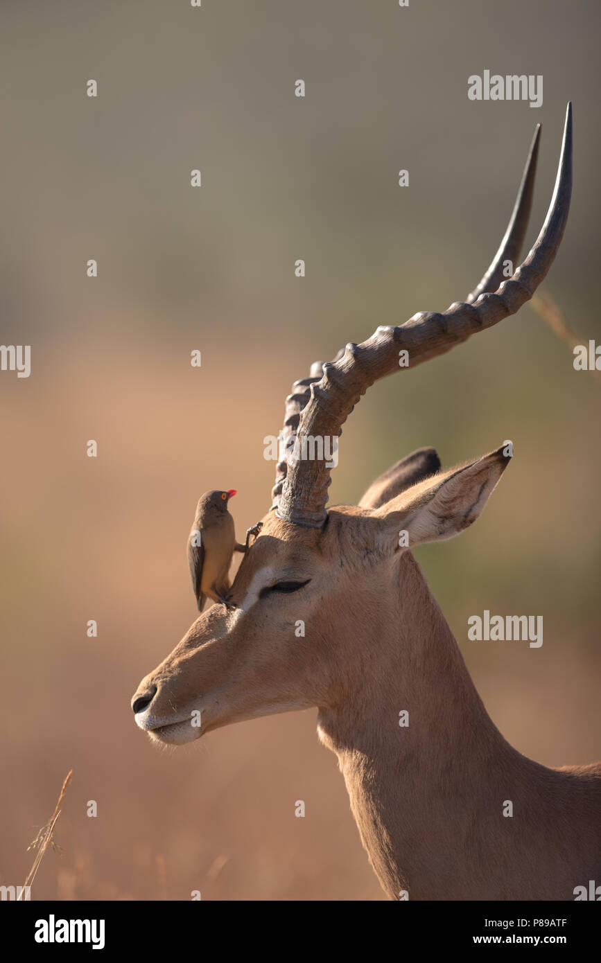 Male impala with big horns enjoying mutualism with oxpecker relaxing Stock Photo