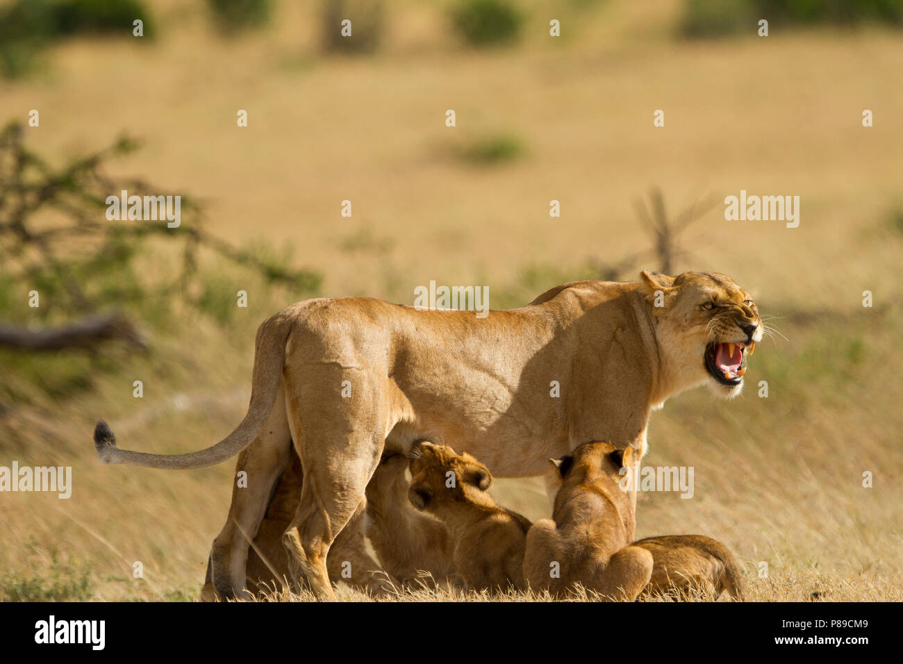 Lioness feeding her cubs, cubs drinking mil, she is in pain Stock Photo