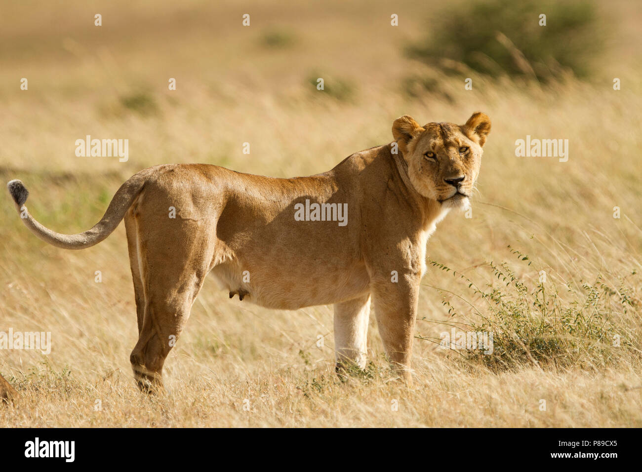 Lioness in stealth bush of Masai Mara Stock Photo
