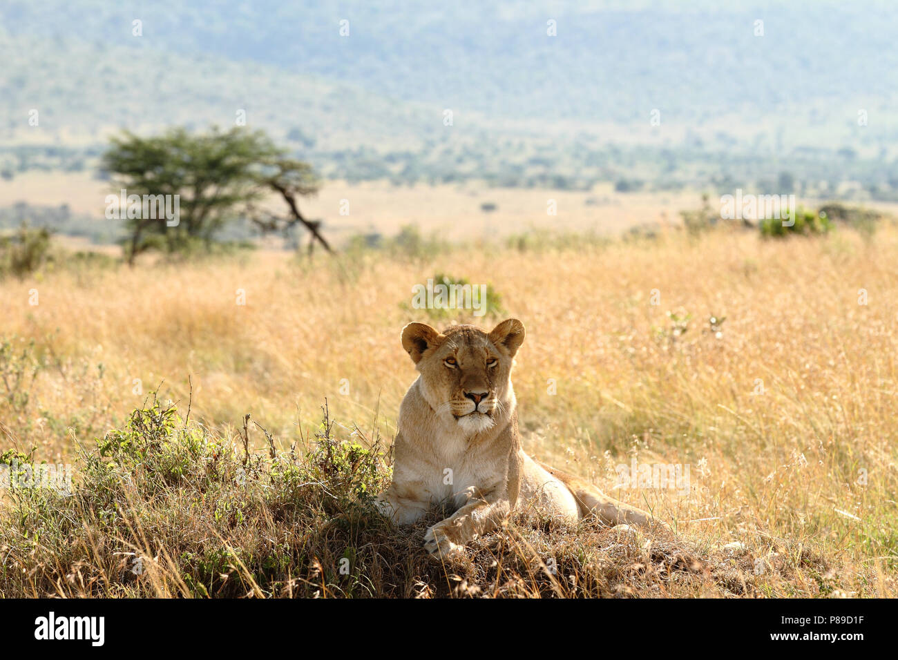 Lioness in stealth bush of Masai Mara Stock Photo