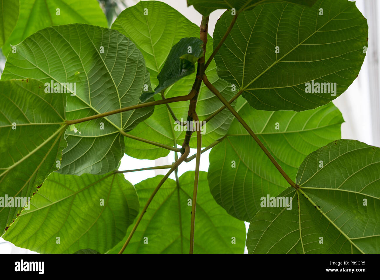 leaf of ficus auriculata moraceae elephant ear fig from nepal structure background Stock Photo