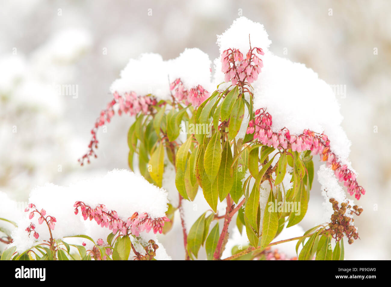 Pieris japonica pink flowered form flowering after a fall of snow. Powys, Wales. February. Stock Photo
