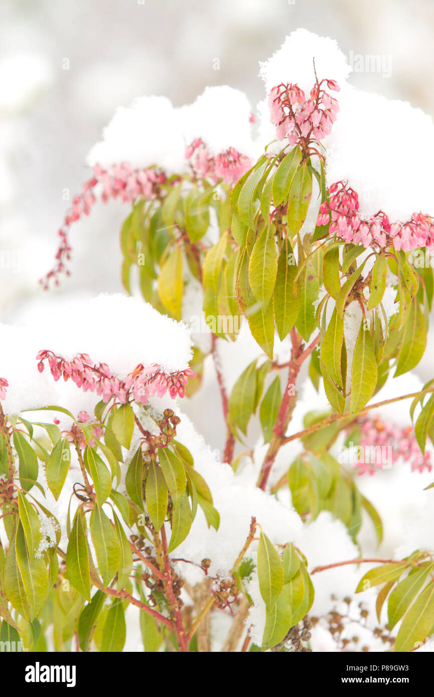 Pieris japonica pink flowered form flowering after a fall of snow. Powys, Wales. February. Stock Photo