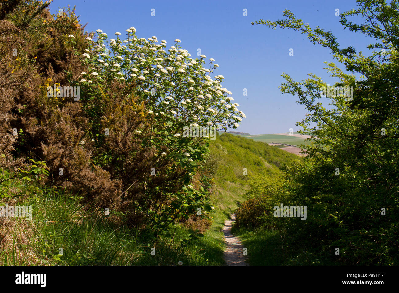 Wayfaring Tree (Viburnum lantana) flowering beside a path on the South Downs.  Nr Seaford, Sussex, England. May. Stock Photo