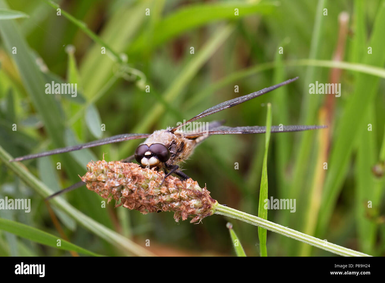 Vierfleck von vorne, an einer Pflanze Stock Photo