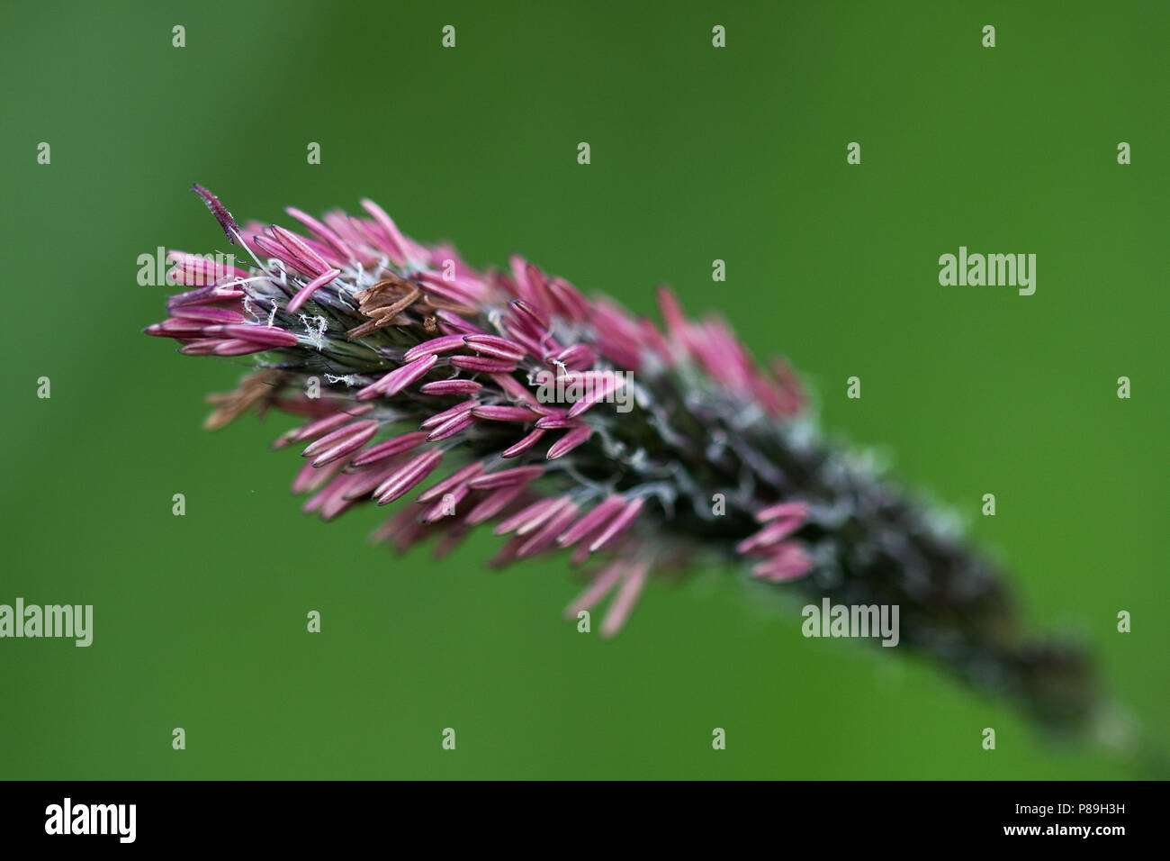 Wiesen Fuchsschwanz mit purpur Staubbeutel Stock Photo