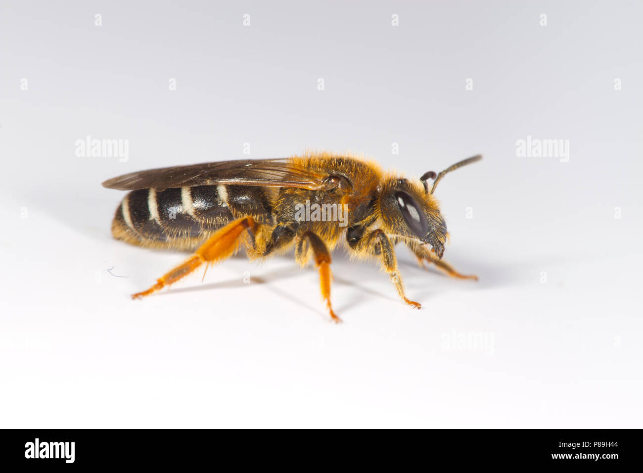 Orange-legged Furrow-bee (Halictus rubicundus) adult female photographed on a white background.  Powys, Wales. May. Stock Photo
