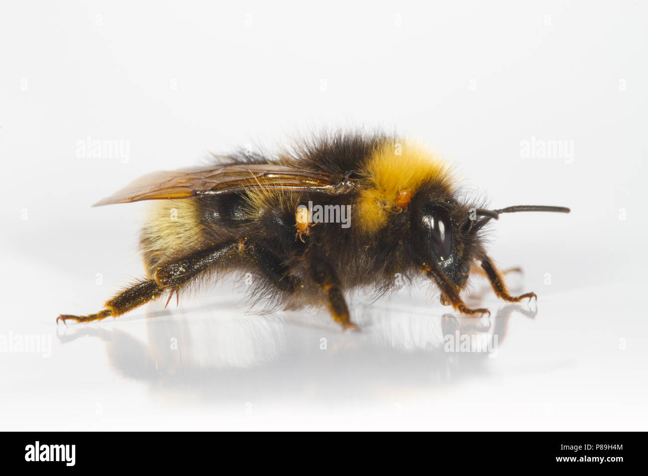 Forest Cuckoo Bumblebee (Bombus sylvestris) adult female photographed on a white background. Powys, Wales. May. Stock Photo