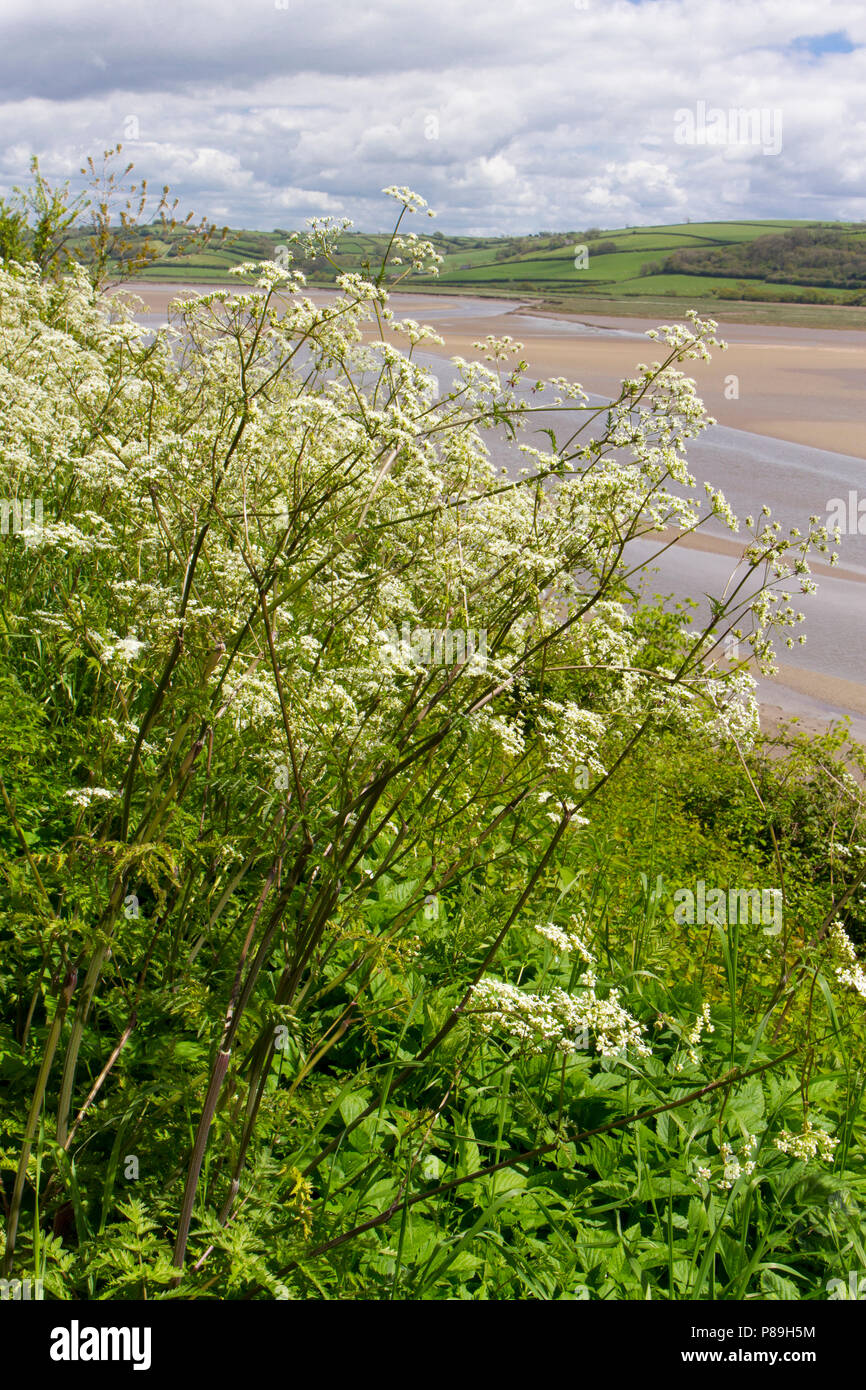 Parsley plant flowering hires stock photography and images Alamy