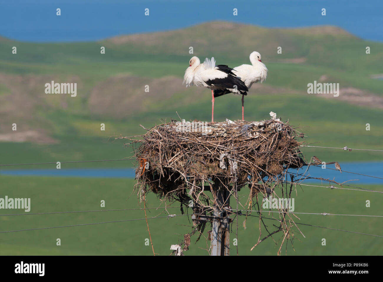 White Stork - Weissstorch - Ciconia ciconia ssp. ciconia, Turkey Stock Photo