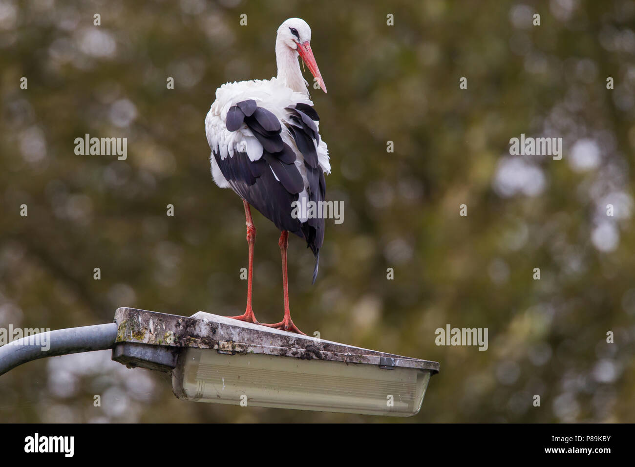 Ooievaar zittend op een lantaarnpaal; White Stork perched on lamppole Stock Photo