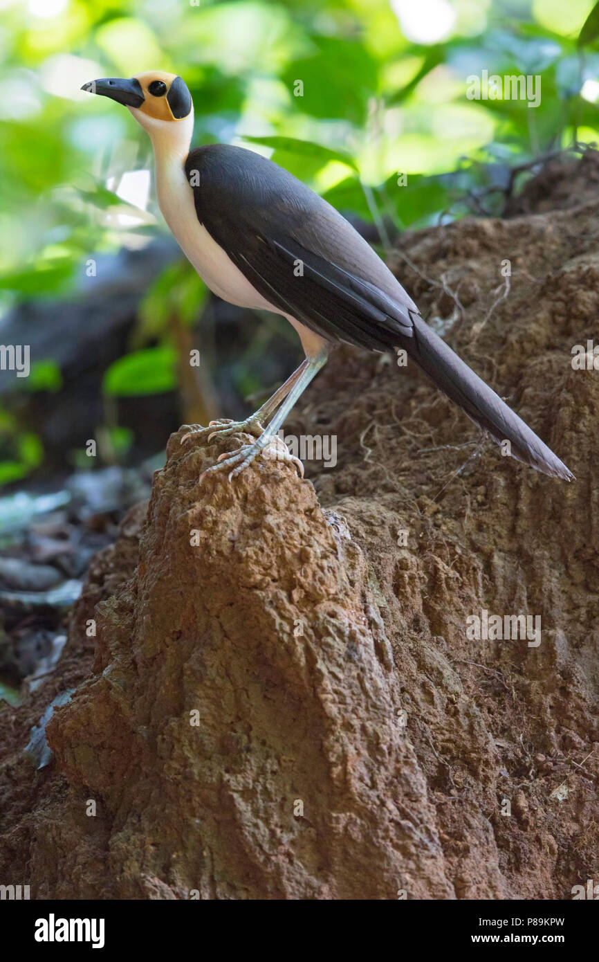 White-necked Picathartes (Picathartes gymnocephalus) perched on a rock. This species is considered one of Africa's most desirable birds by birders and Stock Photo