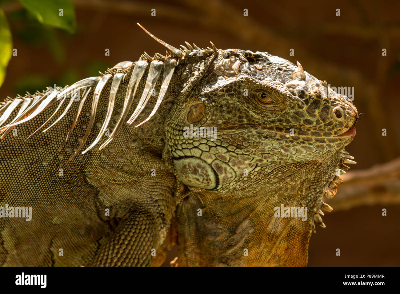 The American iguana is a large, arboreal, mostly herbivorous species of