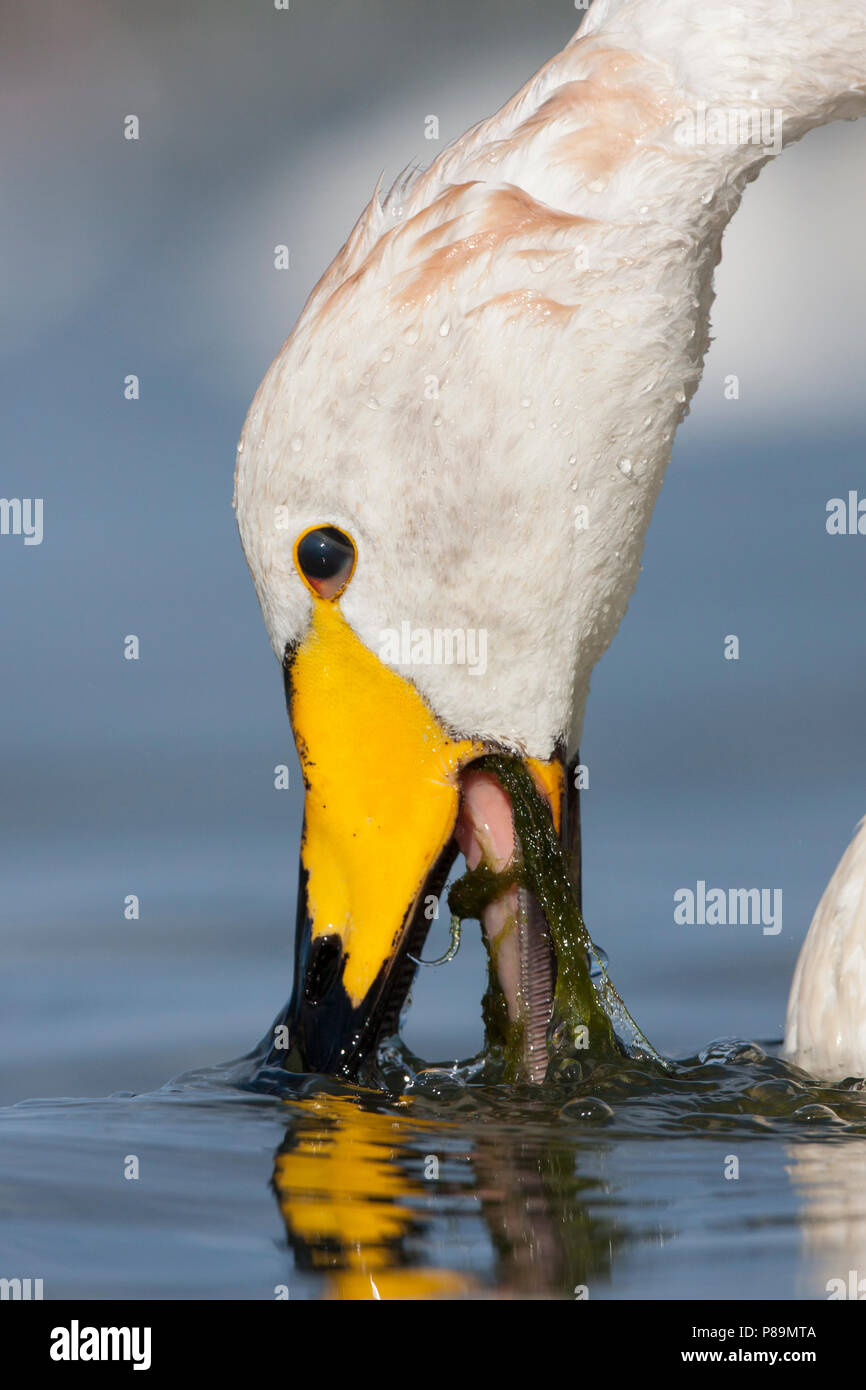 Whooper Swan - Singschwan - Cygnus cygnus, Germany, adult Stock Photo