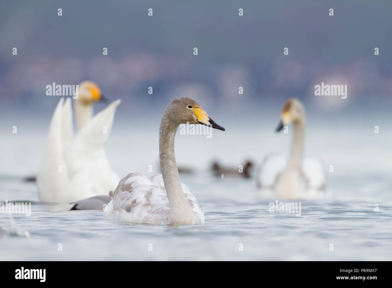 Whooper Swan - Singschwan - Cygnus cygnus, Switzerland, 2nd cy with adult Stock Photo