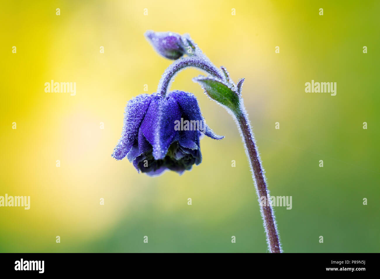 Bloeiende akeleien, Flowering Columbines Stock Photo