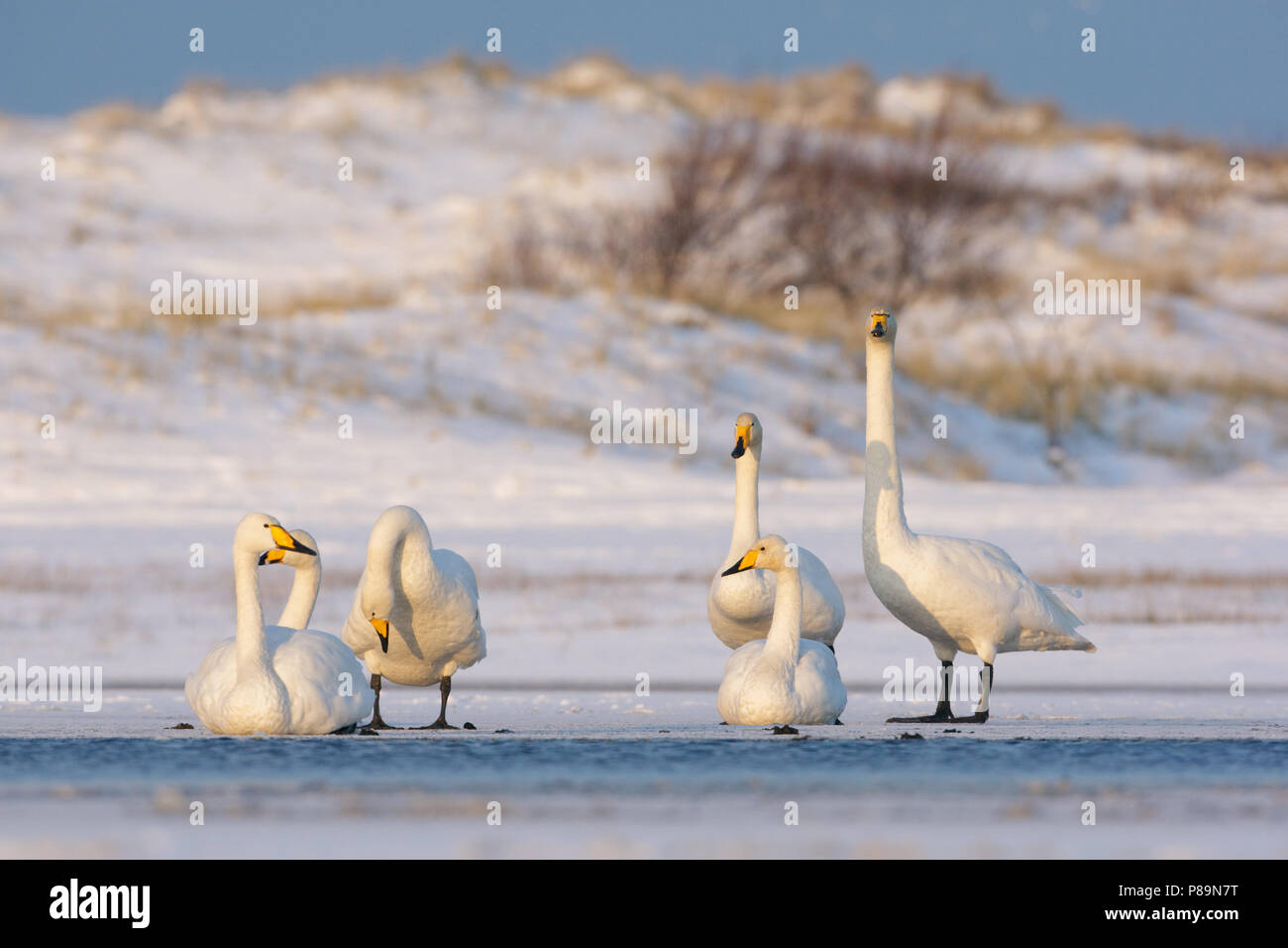 Whooper Swan, Wilde Zwaan, Cygnus cygnus Stock Photo