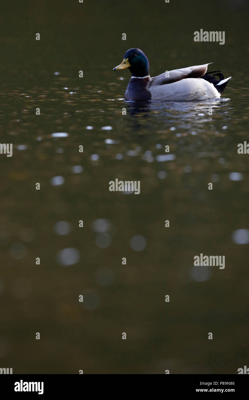 Page 2 Canard Colvert High Resolution Stock Photography And Images Alamy