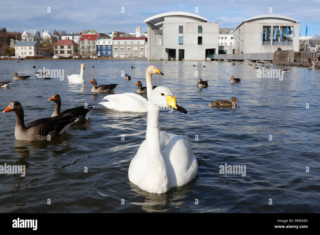 Wilde Zwaan voeren; feeding a Whooper Swan; Stock Photo