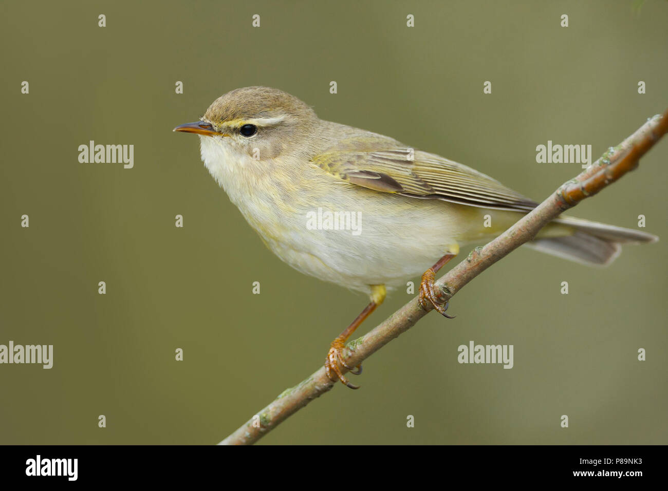 Willow Warbler - Fitis - Phylloscopus trochilus ssp. trochilus, Germany Stock Photo