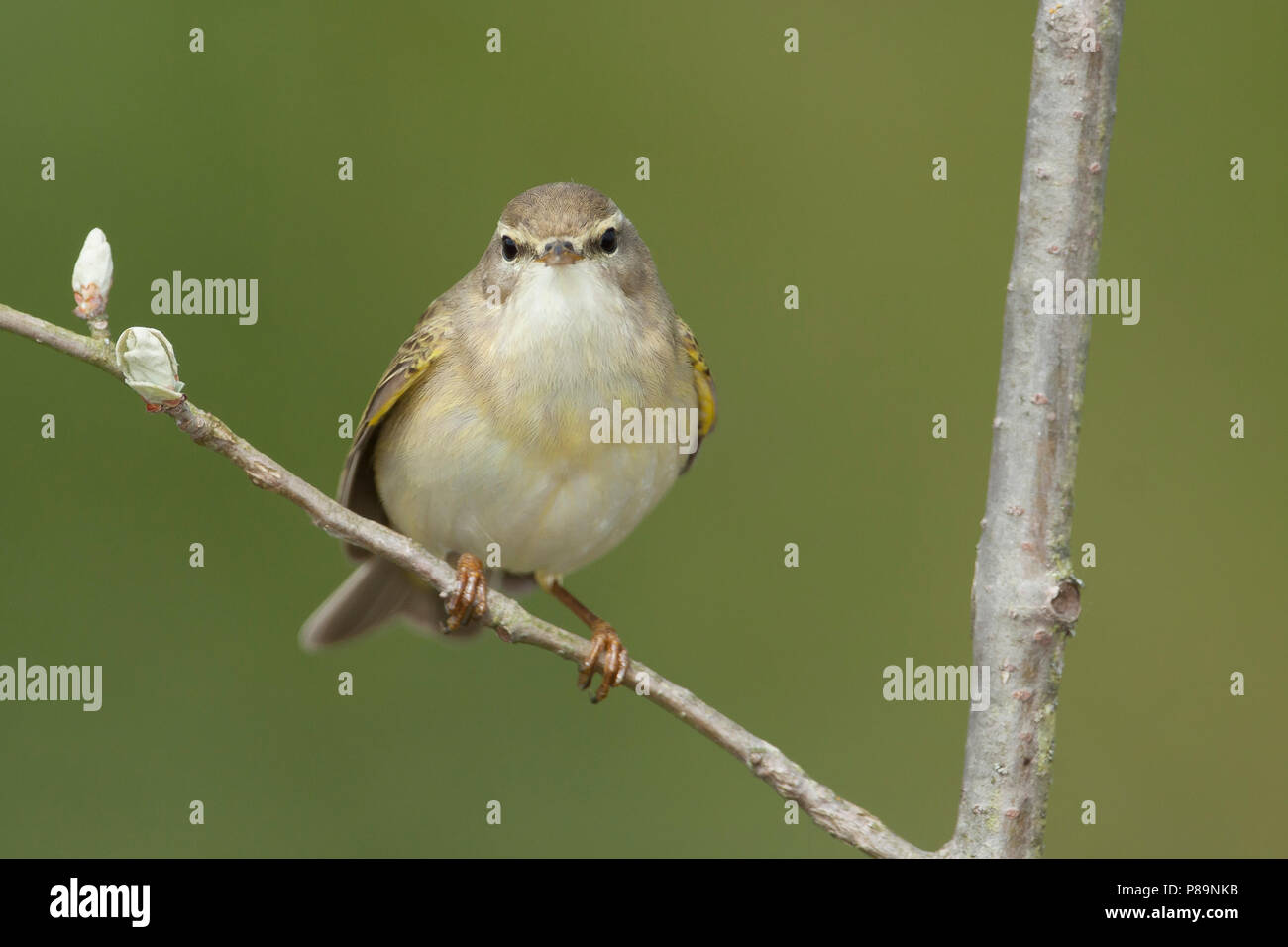 Willow Warbler - Fitis - Phylloscopus trochilus ssp. trochilus, Germany Stock Photo