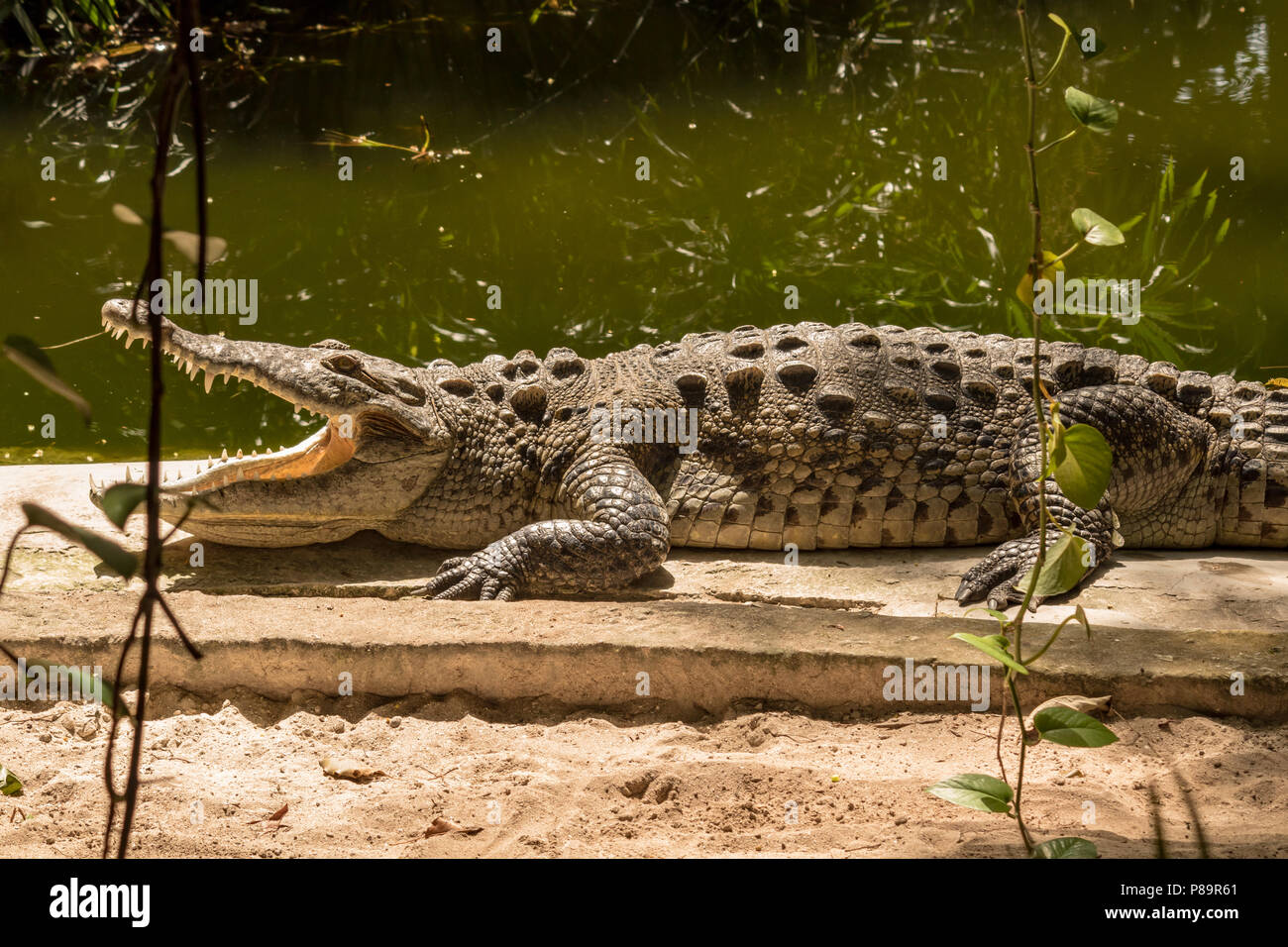 Large crocodile basking under the sun. These cold-blooded reptiles have  protruding bones that heat up quickly and help it gain tempreature more  effici Stock Photo - Alamy