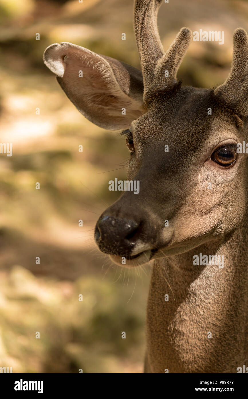 The head of a deer with its own hands made of cardboard or plywood The head of a deer with its own hands made of cardboard or plywood