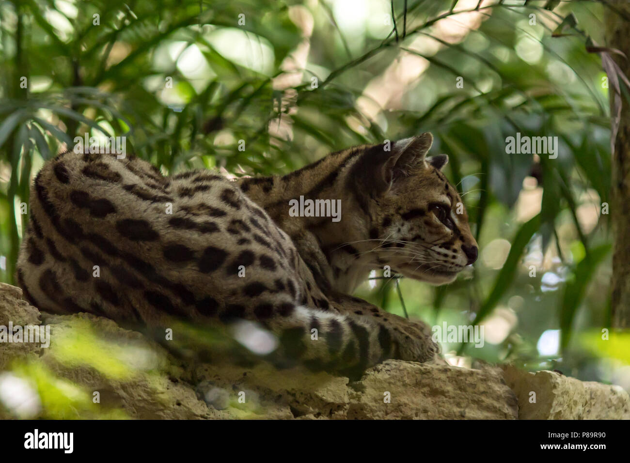 The ocelot is a wild cat native to the southwestern United States