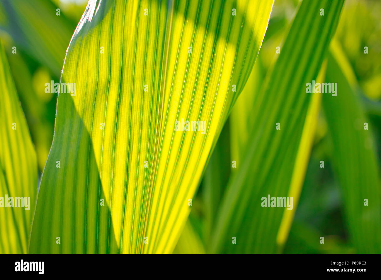 Corn leaves hi-res stock photography and images - Alamy