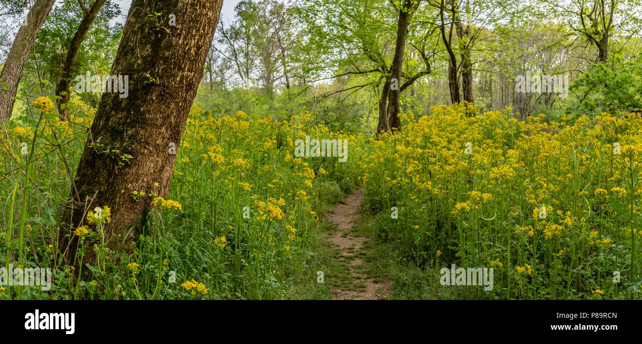Trail Through Ragwort Flowers and Field in early summer Stock Photo - Alamy