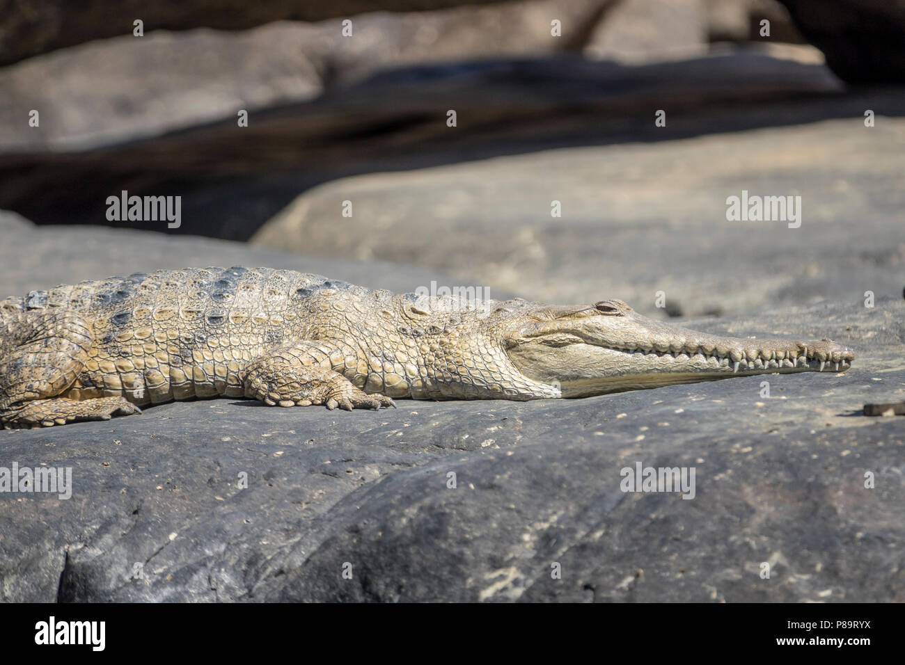 2 metre freshwater crocodile at boat mooring area in Nitmiluk Gorge, Northern Territory, Australia Stock Photo