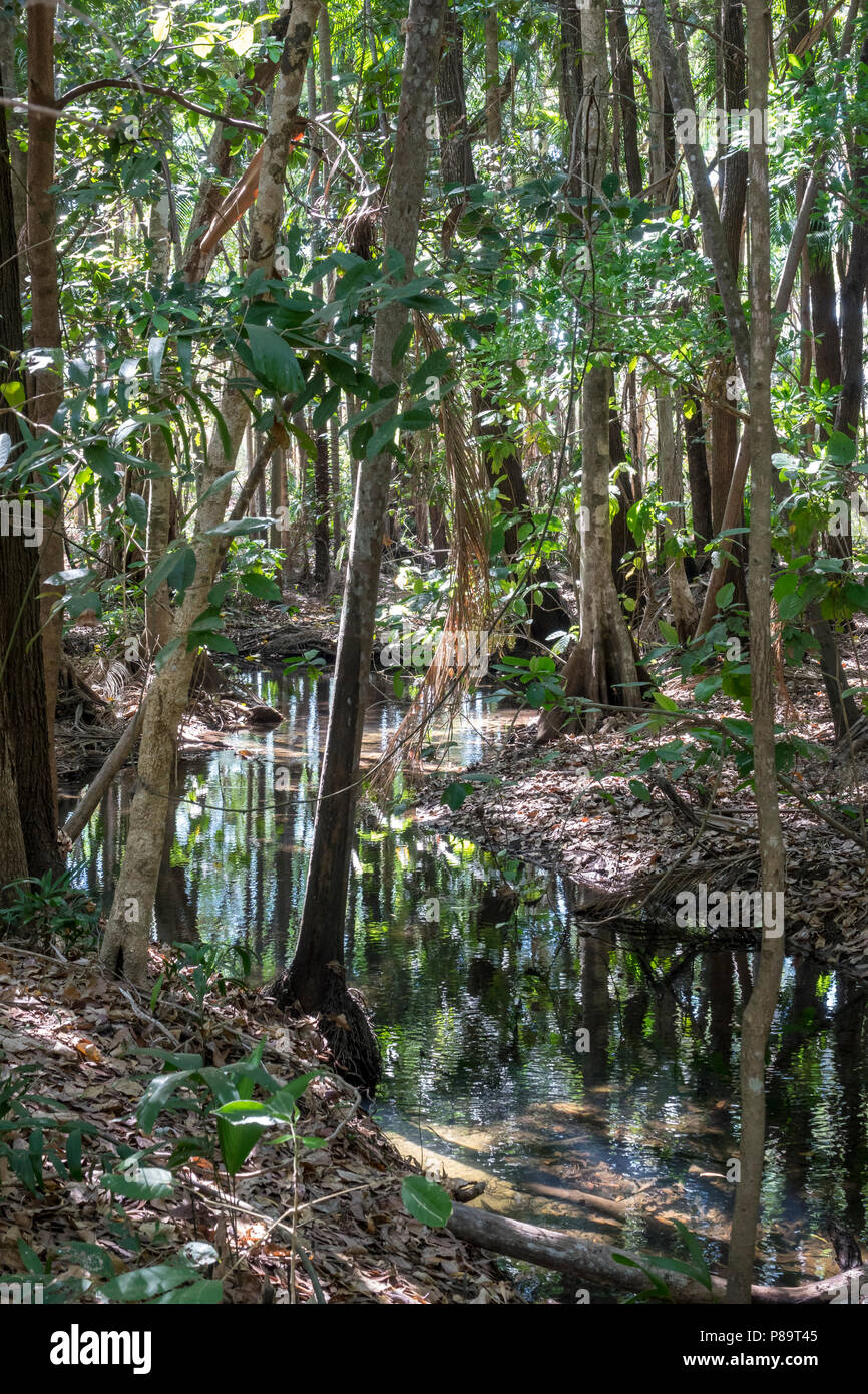 Monsoon forest and stream at Howard Springs Nature Park, Northern Territory, Stock Photo - Alamy