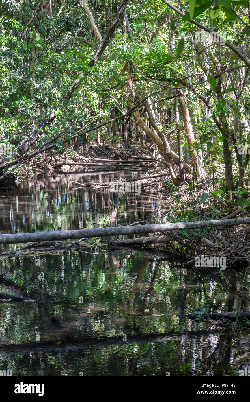 Monsoon forest and stream at Howard Springs Nature Park, Darwin, Northern  Territory, Australia Stock Photo - Alamy