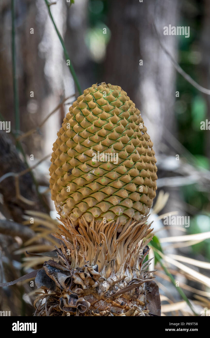 Armstrongs cycad hires stock photography and images Alamy