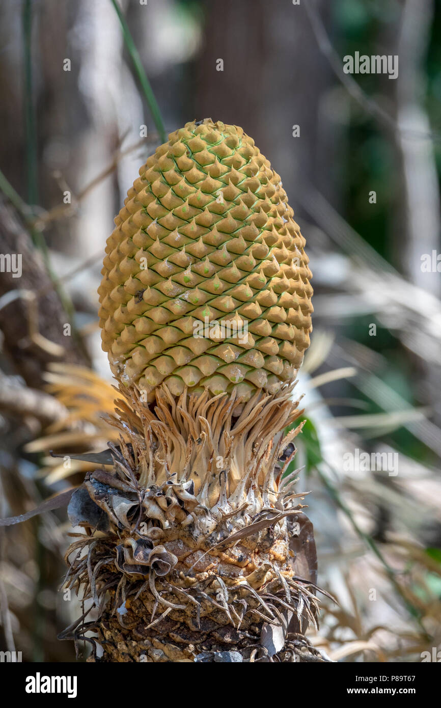 Male Armstrong's Cycad, Howard Springs Nature Park, Northern Territory, Australia Stock Photo