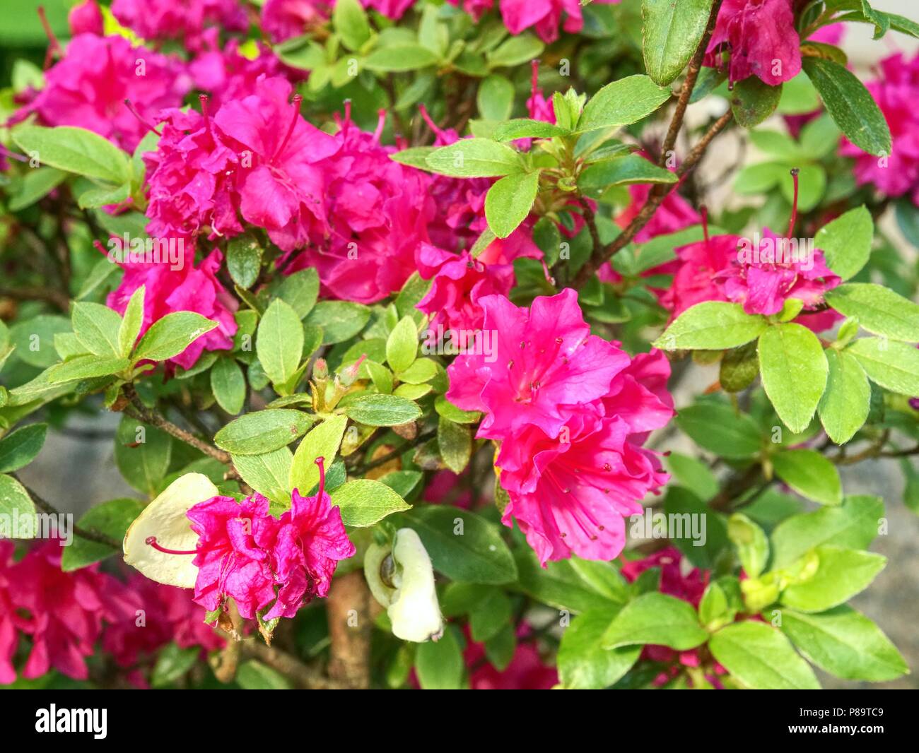 Blooming pink azalea bonsai tree in a pot in Japanese garden. Closeup
