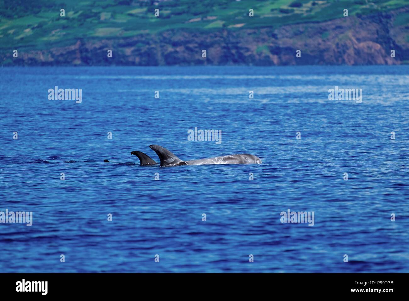 Risso's dolphins near the rocky coast of Pico Island Stock Photo