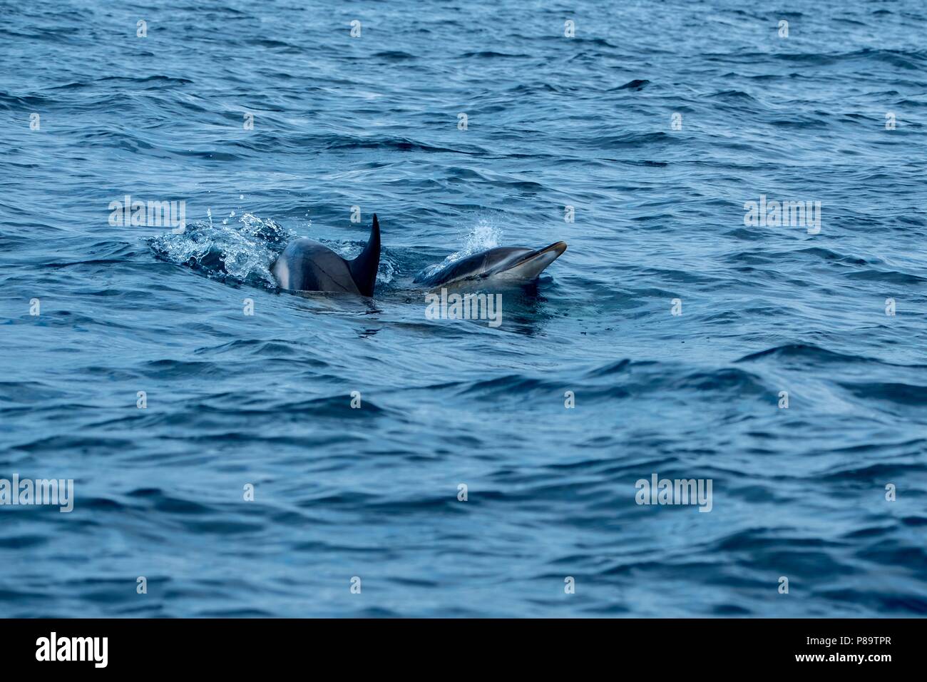 Common dolphins at Pico Island Stock Photo
