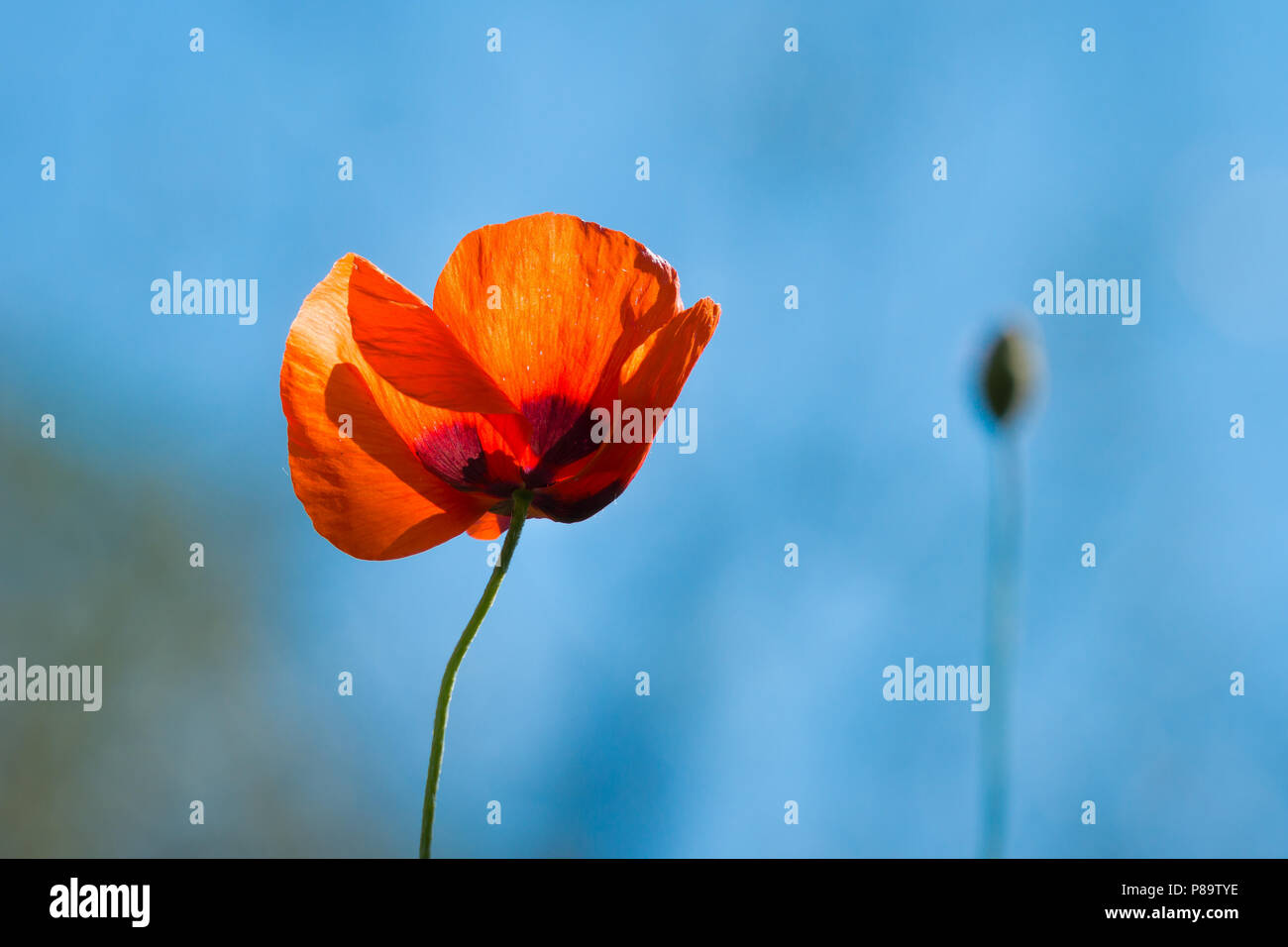Single Poppy Flower against Vibrant Blue Sky, Tight Stock Photo