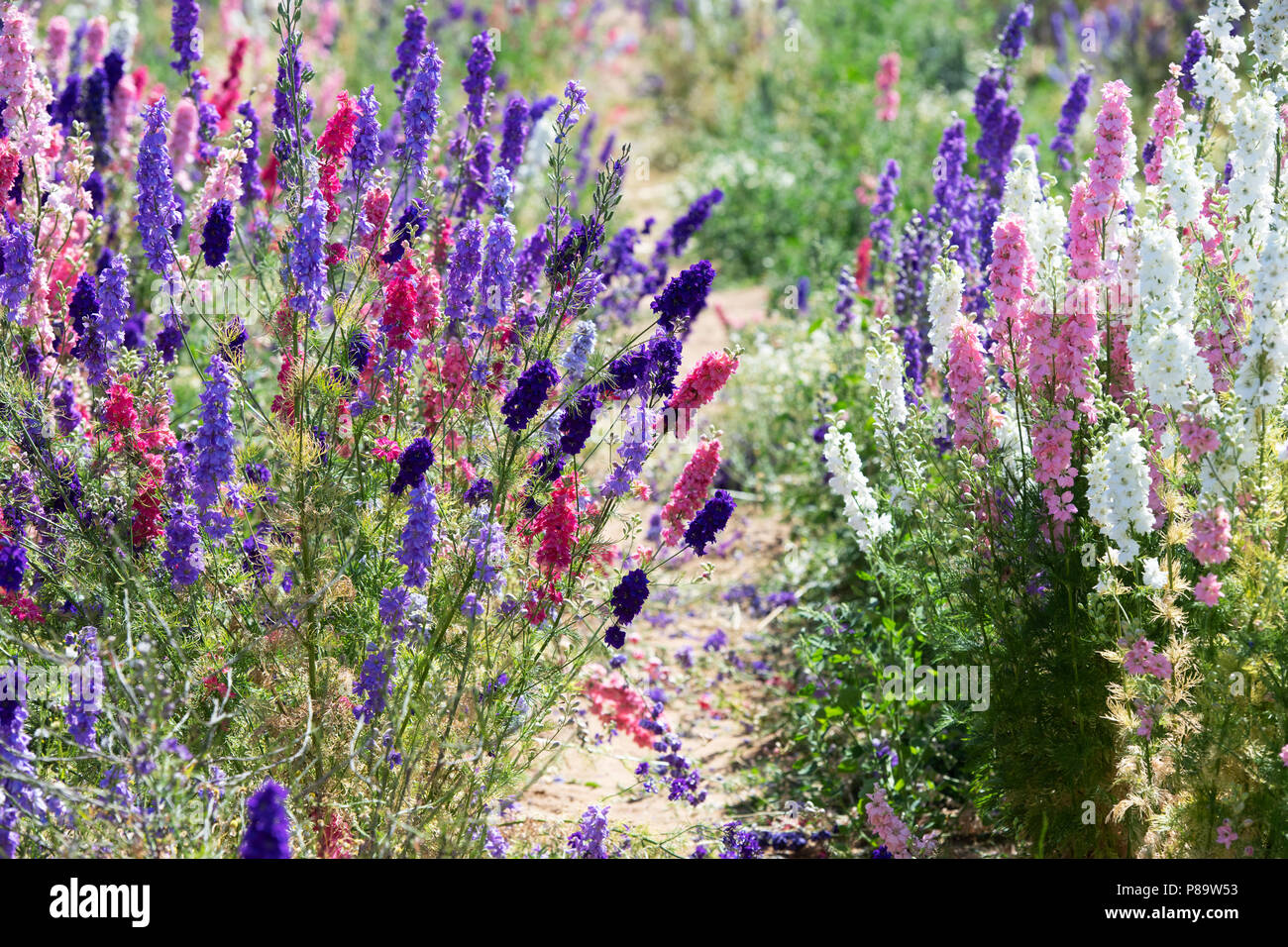 Delphiniums grown in a field at the Real Flower Petal Confetti company flower fields in Wick, Pershore, Worcestershire. UK Stock Photo