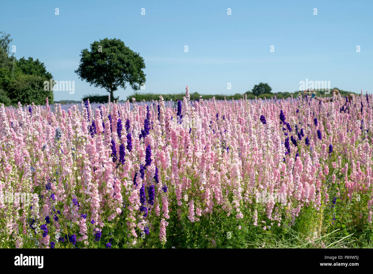 Delphiniums grown in a field at the Real Flower Petal Confetti company flower fields in Wick, Pershore, Worcestershire. UK Stock Photo