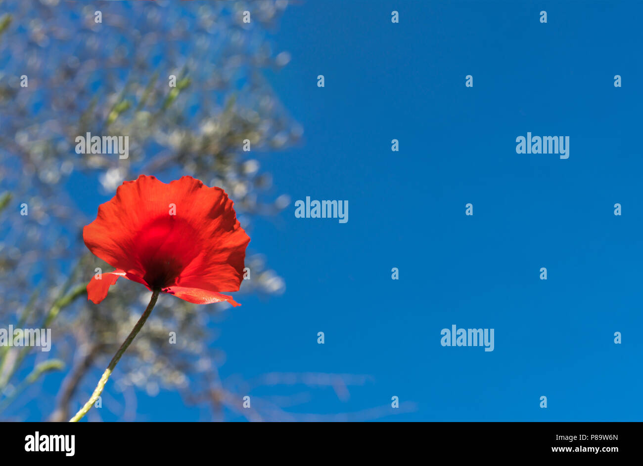 Deep Blue Sky with a single Red Poppy Flower, Background Stock Photo ...