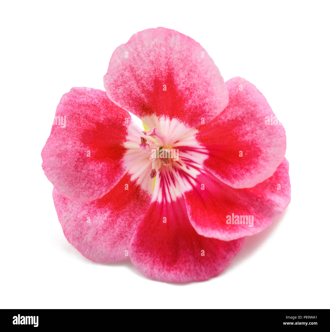 Geranium flower head isolated on white background Stock Photo