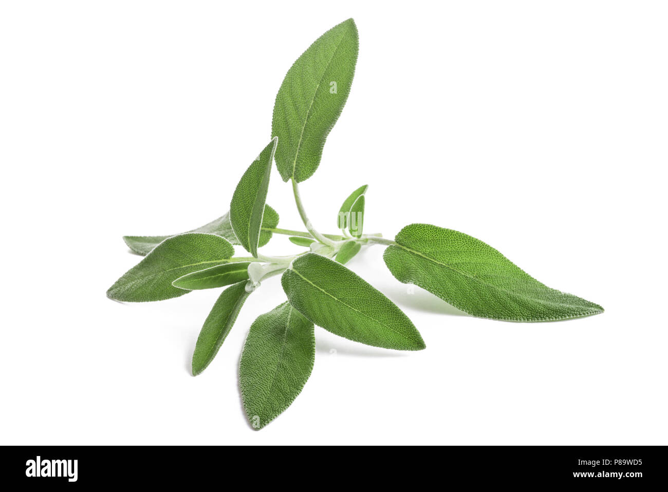 fresh  sage sprig isolated on white background Stock Photo