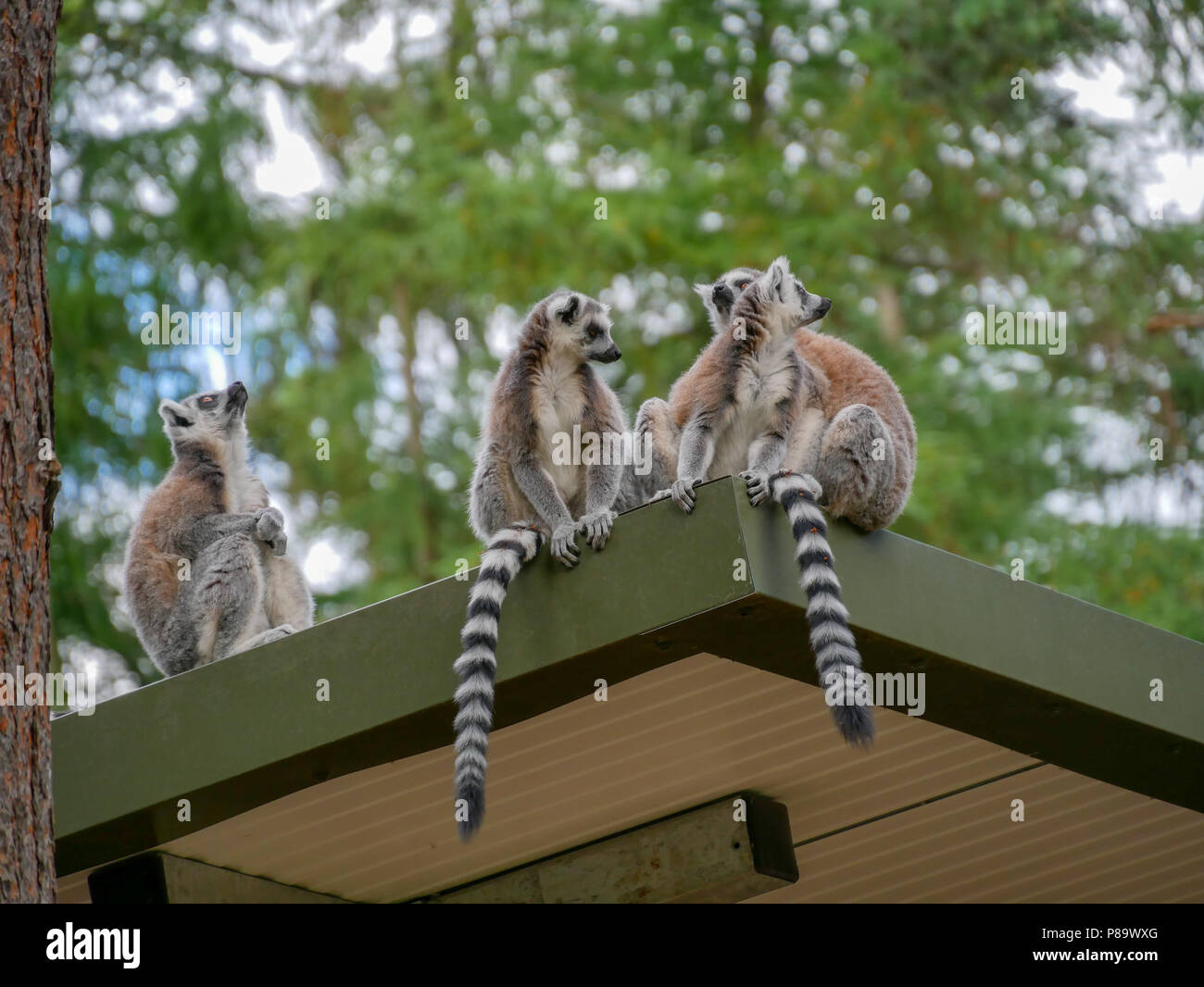 Yorkshire Wildlife Park In The UK On A Summers Day Family Attraction yorkshire-wildlife-park-in-the-uk-on-a-summers-day-family-attraction
