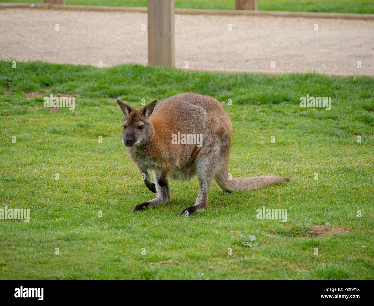 Yorkshire Wildlife Park in the UK on a summers day. Family attraction