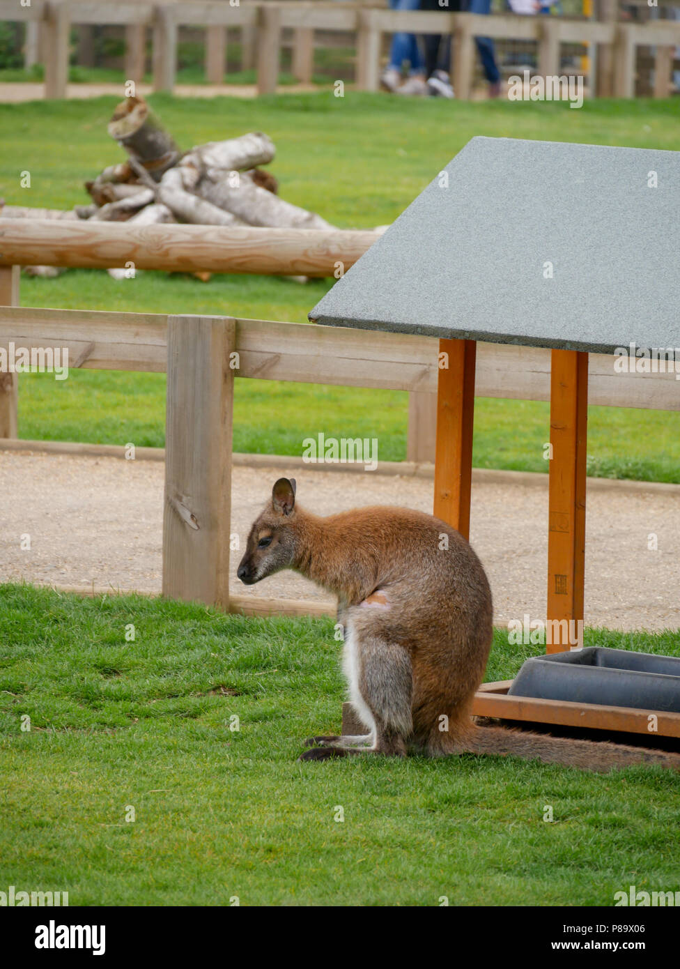 Yorkshire Wildlife Park in the UK on a summers day. Family attraction, zoo and wildlife park. Featuring animals that are in captivity but looked after. Stock Photo